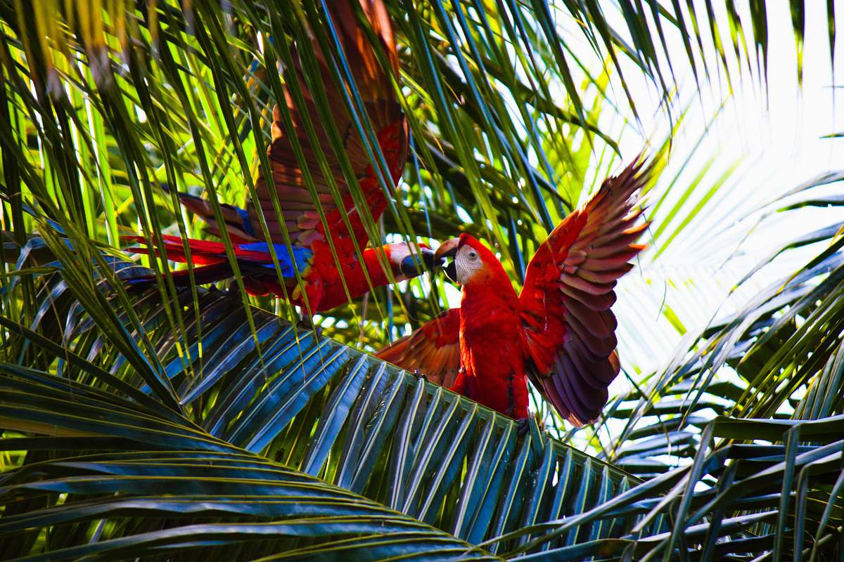 palm tree two red macaws on green leafed tree parrot